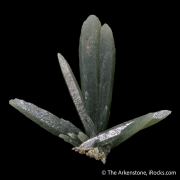 Quartz (Prase) Included by Actinolite