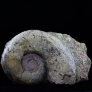 Fossil Lytoceras cornucopiae. 12772.0 ct. (21 cm)