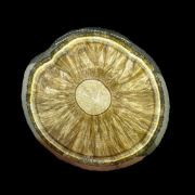 Baryte, marcasite