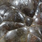 Opale / (variété - « Opal-AN ») / (variété - « Opale Hyalite ») / (« Opale vaisseau sanguin ») / Localité - San Luis Potosi, Mexique