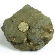 Muscovite (pseudo Cordierite)