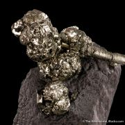Pyrite on Pyrite ps. Baculites yokayamai
