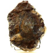 Petrified wood. 6750.0 ct. (1.35 kg)