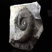 Fossil Emericeras emerici.