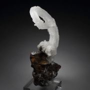 GYPSUM rams horn