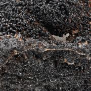 Goethite 