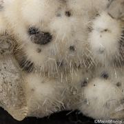 Calcite with Natrolite