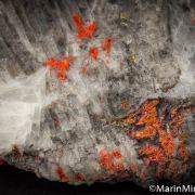 Realgar and Orpiment replacing fossil coral