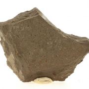 Ophiures (fossil).