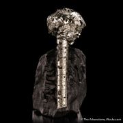 Pyrite on Pyrite ps. Baculites yokayamai