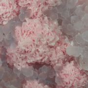 Rhodochrosite with Quartz