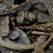 Klebelsbergite on Stibiconite with Stibnite, Quartz etc.