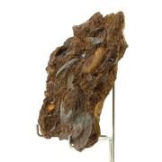 Ammonite Pleydellia 1284.0 ct.