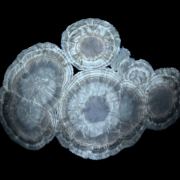 Baryte, marcasite