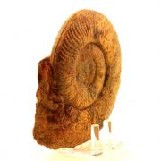Fossil Pseudogrammoceras Fallaciosum. (12 cm)