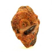 Fossil Grammoceras Penestriatulum + Belemnite. (6 cm)
