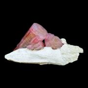 Tourmaline elbaite MOROCCO!