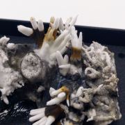 Aragonite (variety flos ferri)