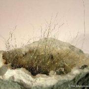 Millerite