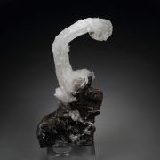 GYPSUM rams horn