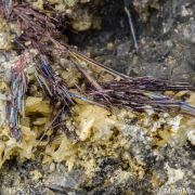 Kermesite, Valentinite