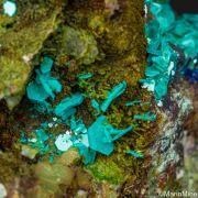 Chalcophyllite