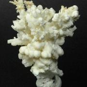 Aragonite and Calcite