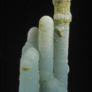 Chrysocolla - stalactitic with Quartz