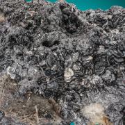 Miargyrite 
