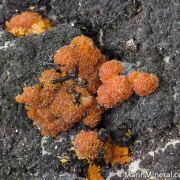 Hutchinsonite with Orpiment