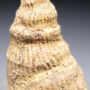 Fossil collection