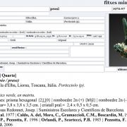 Quartz (variety prase)