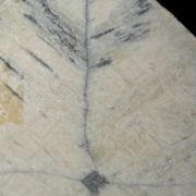 Andalusite - Chiastolite (fairy cross)
