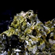 Pyromorphite