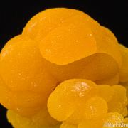 Mimetite