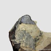 Covellite (Illustrated!)