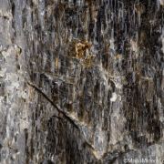 Actinolite