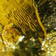 Leaf Gold