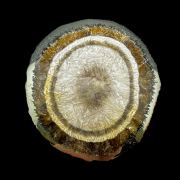 Baryte, marcasite