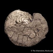 Pyrite replacing Ammonite fossil