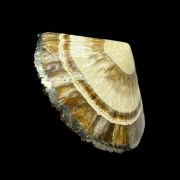 Baryte, marcasite