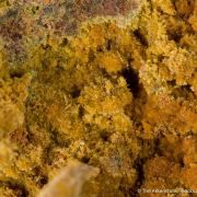 Tsumcorite (type locality)