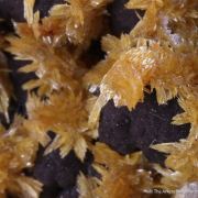 Tsumcorite and Wulfenite