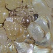 Opal / (variety - “Opal-AN”) / (variety - “Hyalite Opal”) / (“Blood Vessel Opal”)