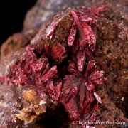 Erythrite (Type Locality)