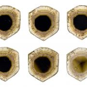 Tourmaline Var. Liddicoatite