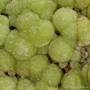 Wavellite