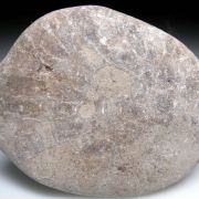 Fossil Coral var. 'Petoskey Stone'