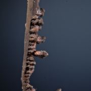 Copper -chain of Spinel twins