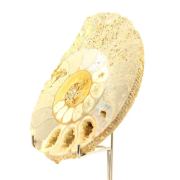Fossil Bajocisphinctes 1167.60 ct.